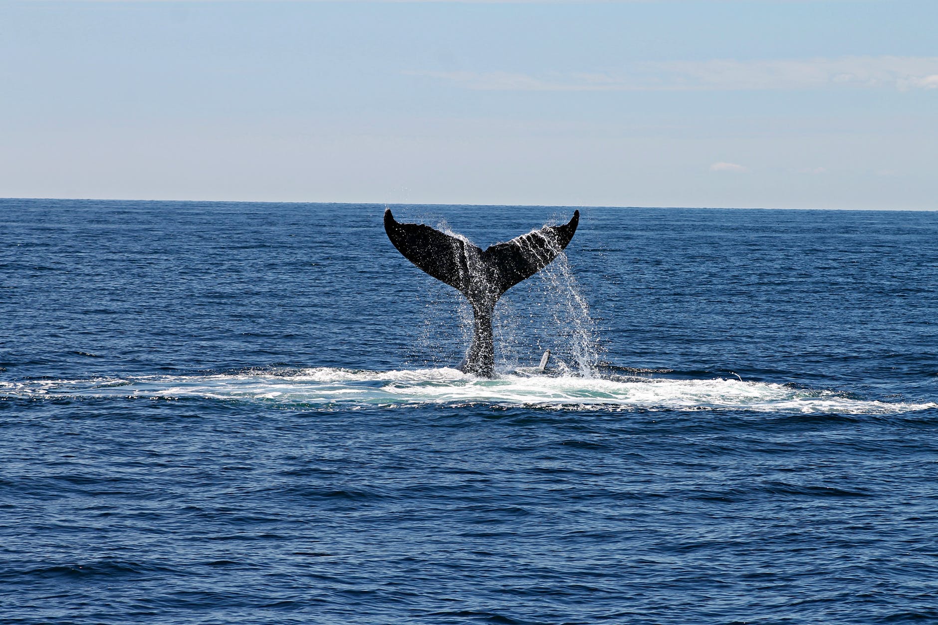 Cómo ver ballenas y delfines en la costa de Vilanova