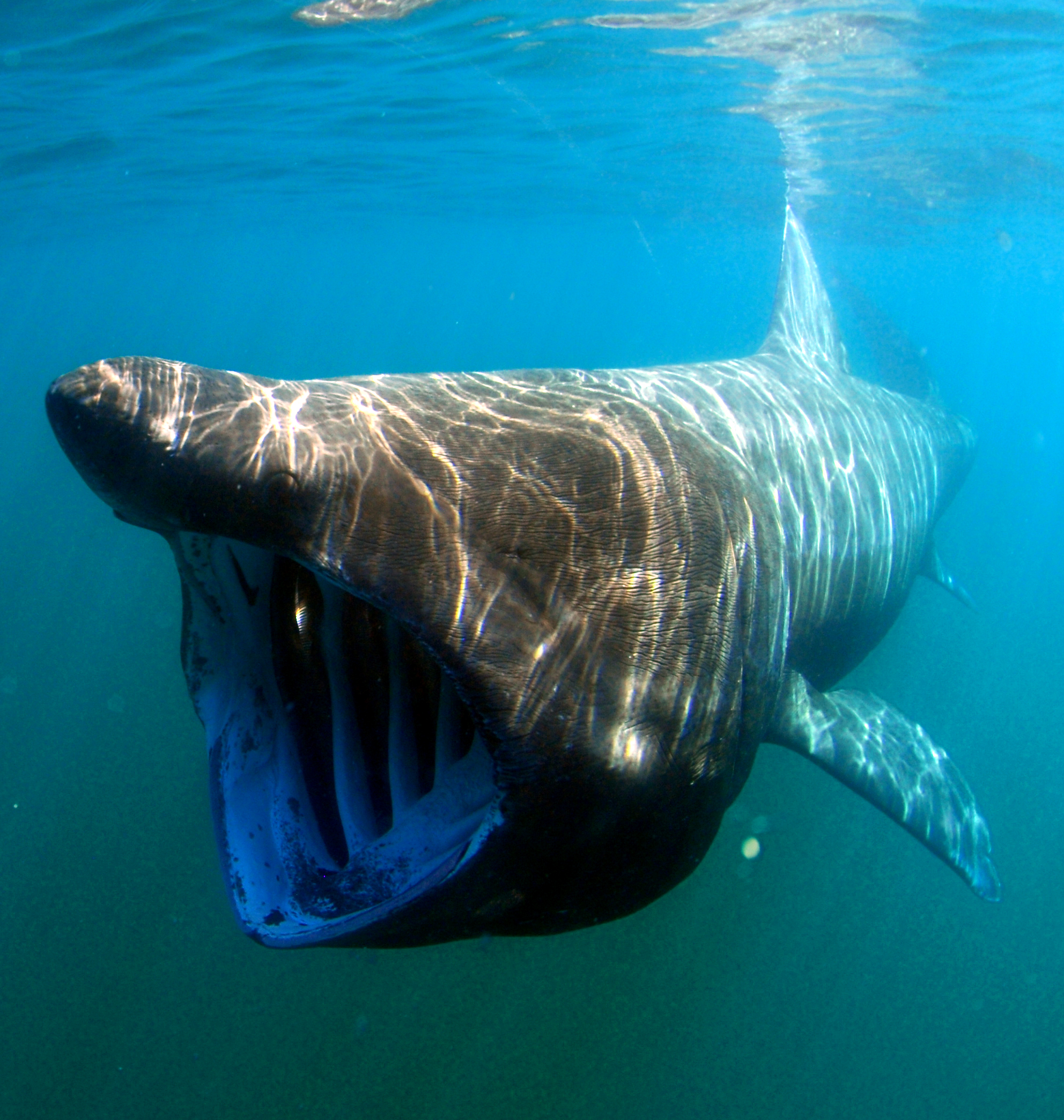 Llegan más tiburones a la costa de Vilanova