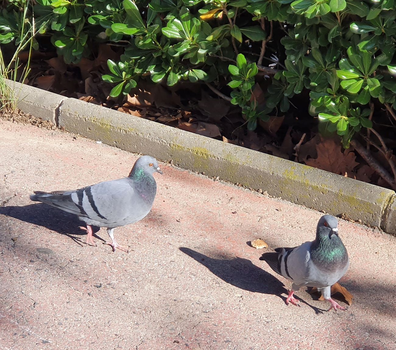 Palomas, la nueva plaga de Vilanova i la Geltrú