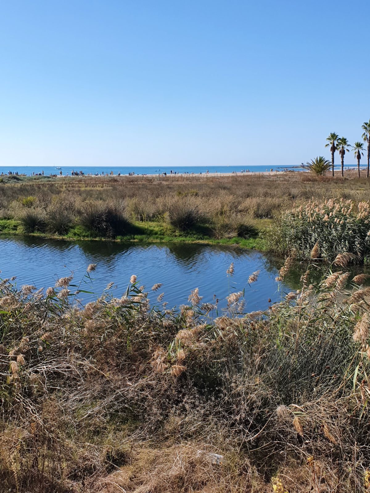 Las playas de Barcelona podrían desaparecer en 30 años. Vilanova conserva las suyas con la ayuda de un pequeño pájaro