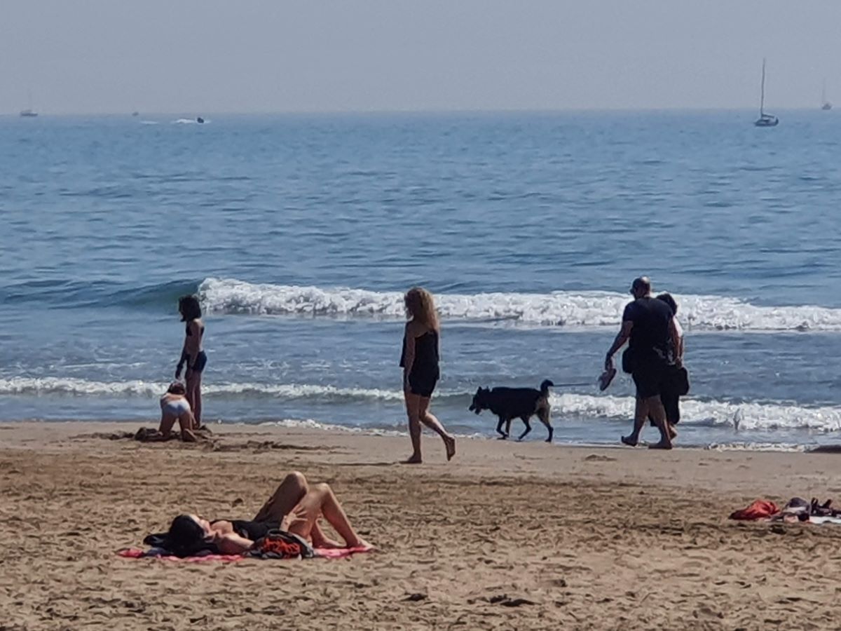 El lector opina: Perros en las playas de Vilanova i la Geltrú