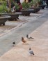 Vilanova: capturadas 500 palomas en un año, pero las molestias van a más en la Rambla