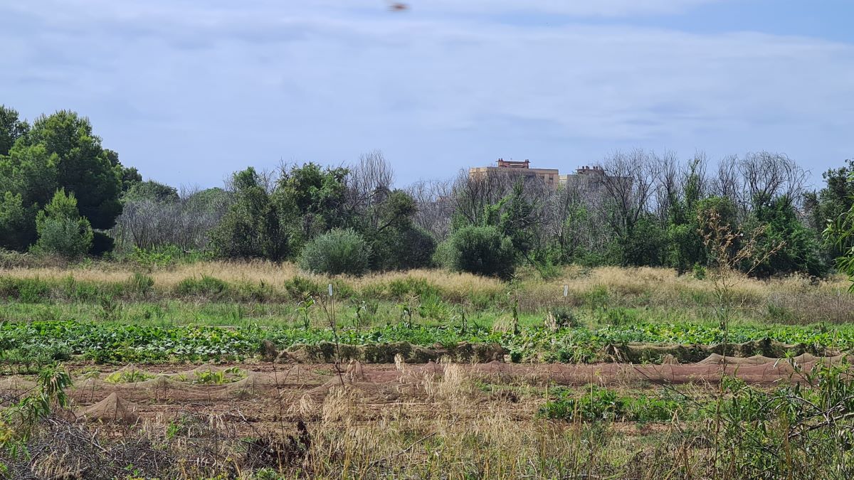 Vilanova levantará un barrio de 1.000 viviendas en uno de los últimos terrenos agrícolas del casco urbano